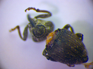  (Glocianus moelleri - BC ZSM COL 01530)  @11 [ ] CreativeCommons - Attribution Non-Commercial Share-Alike (2010) Stefan Schmidt SNSB, Zoologische Staatssammlung Muenchen