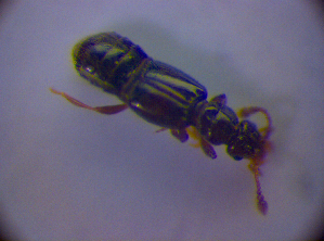  ( - BC ZSM COL 01544)  @12 [ ] CreativeCommons - Attribution Non-Commercial Share-Alike (2010) Stefan Schmidt SNSB, Zoologische Staatssammlung Muenchen