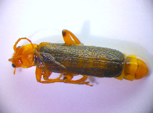  ( - BC ZSM COL 01561)  @11 [ ] CreativeCommons - Attribution Non-Commercial Share-Alike (2010) Stefan Schmidt SNSB, Zoologische Staatssammlung Muenchen