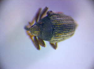  (Glocianus maculaalba - BC ZSM COL 01627)  @11 [ ] CreativeCommons - Attribution Non-Commercial Share-Alike (2010) Stefan Schmidt SNSB, Zoologische Staatssammlung Muenchen