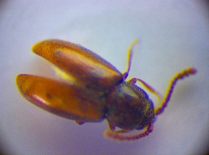  ( - BC ZSM COL 01667)  @12 [ ] CreativeCommons - Attribution Non-Commercial Share-Alike (2010) Stefan Schmidt SNSB, Zoologische Staatssammlung Muenchen