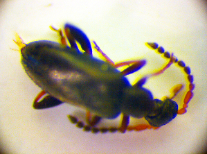  ( - BC ZSM COL 01898)  @12 [ ] CreativeCommons - Attribution Non-Commercial Share-Alike (2010) Stefan Schmidt SNSB, Zoologische Staatssammlung Muenchen