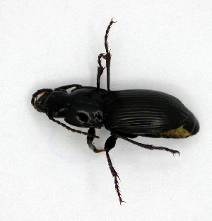  ( - BC ZSM COLA 00186)  @12 [ ] CreativeCommons - Attribution Non-Commercial Share-Alike (2010) SNSB, Zoologische Staatssammlung Muenchen SNSB, Zoologische Staatssammlung Muenchen