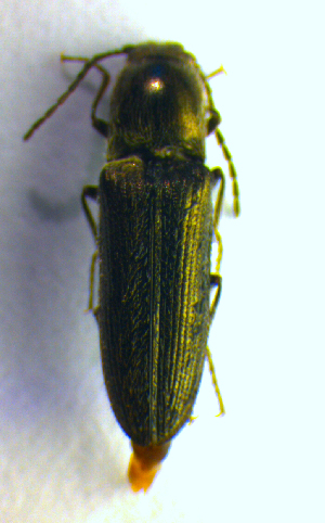  ( - BC ZSM COL 01189)  @12 [ ] CreativeCommons - Attribution Non-Commercial Share-Alike (2010) Stefan Schmidt SNSB, Zoologische Staatssammlung Muenchen