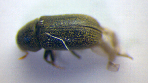  (Polygraphus grandiclava - BC ZSM COL 01221)  @13 [ ] CreativeCommons - Attribution Non-Commercial Share-Alike (2010) Stefan Schmidt SNSB, Zoologische Staatssammlung Muenchen