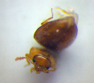  ( - BC ZSM COL 01232)  @11 [ ] CreativeCommons - Attribution Non-Commercial Share-Alike (2010) Stefan Schmidt SNSB, Zoologische Staatssammlung Muenchen