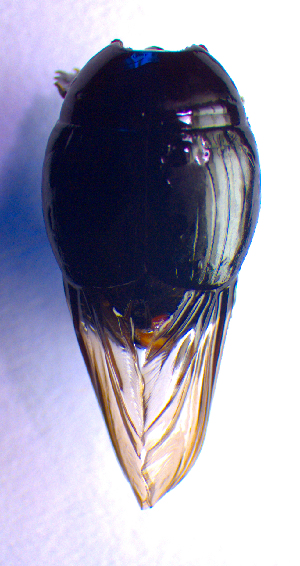  ( - BC ZSM COL 02169)  @11 [ ] CreativeCommons - Attribution Non-Commercial Share-Alike (2010) Stefan Schmidt SNSB, Zoologische Staatssammlung Muenchen