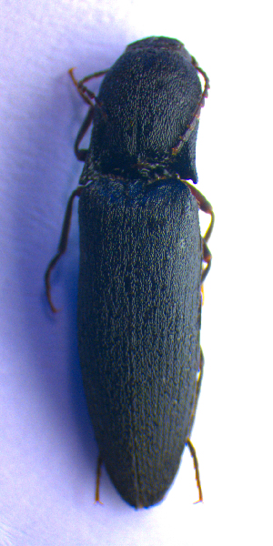  ( - BC ZSM COL 02254)  @11 [ ] CreativeCommons - Attribution Non-Commercial Share-Alike (2010) Stefan Schmidt SNSB, Zoologische Staatssammlung Muenchen