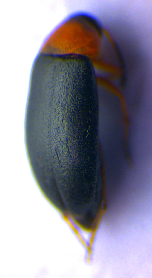  (Anaspis regimbarti - BC ZSM COL 02301)  @12 [ ] CreativeCommons - Attribution Non-Commercial Share-Alike (2010) Axel Hausmann SNSB, Zoologische Staatssammlung Muenchen