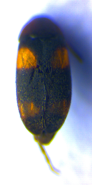  ( - BC ZSM COL 02316)  @12 [ ] CreativeCommons - Attribution Non-Commercial Share-Alike (2010) Axel Hausmann SNSB, Zoologische Staatssammlung Muenchen