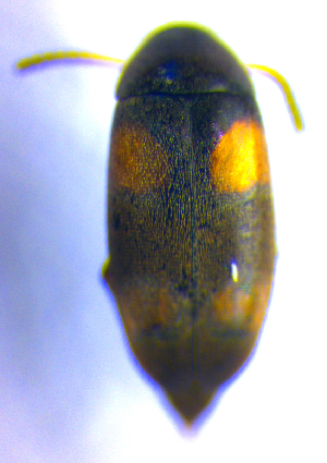  (Anaspis quadrimaculata - BC ZSM COL 02317)  @13 [ ] CreativeCommons - Attribution Non-Commercial Share-Alike (2010) Axel Hausmann SNSB, Zoologische Staatssammlung Muenchen