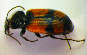  (Panagaeus cruxmajor - BCZSM_COL_WL_0063)  @14 [ ] CreativeCommons - Attribution Non-Commercial Share-Alike (2010) Stefan Schmidt SNSB, Zoologische Staatssammlung Muenchen