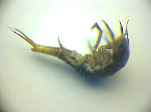  ( - BC ZSM COLA 00743)  @11 [ ] CreativeCommons - Attribution Non-Commercial Share-Alike (2010) SNSB, Zoologische Staatssammlung Muenchen SNSB, Zoologische Staatssammlung Muenchen