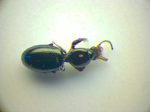  ( - BCZSM_COLA_00780)  @12 [ ] CreativeCommons - Attribution Non-Commercial Share-Alike (2010) SNSB, Zoologische Staatssammlung Muenchen SNSB, Zoologische Staatssammlung Muenchen