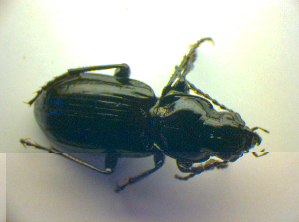  ( - BCZSM_COLA_00795)  @12 [ ] CreativeCommons - Attribution Non-Commercial Share-Alike (2010) SNSB, Zoologische Staatssammlung Muenchen SNSB, Zoologische Staatssammlung Muenchen