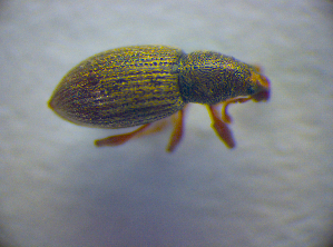  ( - BC ZSM COL 02764)  @12 [ ] CreativeCommons - Attribution Non-Commercial Share-Alike (2012) SNSB, Zoologische Staatssammlung Muenchen SNSB, Zoologische Staatssammlung Muenchen