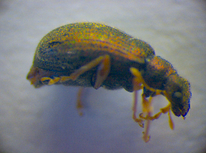  ( - BC ZSM COL 02765)  @12 [ ] CreativeCommons - Attribution Non-Commercial Share-Alike (2012) SNSB, Zoologische Staatssammlung Muenchen SNSB, Zoologische Staatssammlung Muenchen