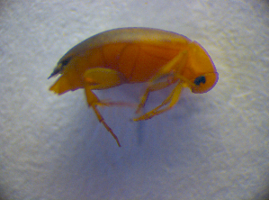  ( - BC ZSM COL 02816)  @12 [ ] CreativeCommons - Attribution Non-Commercial Share-Alike (2012) SNSB, Zoologische Staatssammlung Muenchen SNSB, Zoologische Staatssammlung Muenchen