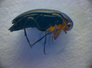  ( - BC ZSM COL 02819)  @12 [ ] CreativeCommons - Attribution Non-Commercial Share-Alike (2012) SNSB, Zoologische Staatssammlung Muenchen SNSB, Zoologische Staatssammlung Muenchen