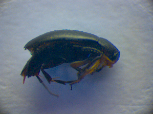  ( - BC ZSM COL 02820)  @12 [ ] CreativeCommons - Attribution Non-Commercial Share-Alike (2012) SNSB, Zoologische Staatssammlung Muenchen SNSB, Zoologische Staatssammlung Muenchen