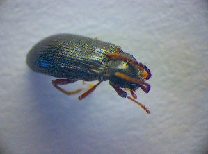  (Cerophytidae - BC ZSM COL 02831)  @14 [ ] CreativeCommons - Attribution Non-Commercial Share-Alike (2012) SNSB, Zoologische Staatssammlung Muenchen SNSB, Zoologische Staatssammlung Muenchen