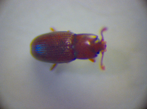  ( - BFB_Col_FK_2866)  @12 [ ] CreativeCommons - Attribution Non-Commercial Share-Alike (2012) SNSB, Zoologische Staatssammlung Muenchen SNSB, Zoologische Staatssammlung Muenchen