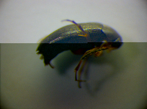  ( - BFB_Col_FK_2872)  @12 [ ] CreativeCommons - Attribution Non-Commercial Share-Alike (2012) SNSB, Zoologische Staatssammlung Muenchen SNSB, Zoologische Staatssammlung Muenchen