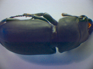  ( - BFB_Col_FK_2876)  @12 [ ] CreativeCommons - Attribution Non-Commercial Share-Alike (2012) SNSB, Zoologische Staatssammlung Muenchen SNSB, Zoologische Staatssammlung Muenchen
