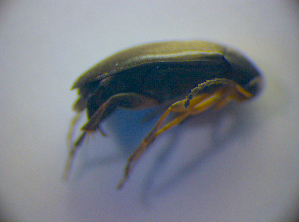  ( - BFB_Col_FK_2930)  @11 [ ] CreativeCommons - Attribution Non-Commercial Share-Alike (2012) SNSB, Zoologische Staatssammlung Muenchen SNSB, Zoologische Staatssammlung Muenchen