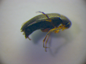  ( - BFB_Col_FK_2931)  @11 [ ] CreativeCommons - Attribution Non-Commercial Share-Alike (2012) SNSB, Zoologische Staatssammlung Muenchen SNSB, Zoologische Staatssammlung Muenchen
