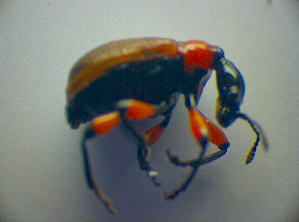  ( - BC ZSM COL 02971)  @11 [ ] CreativeCommons - Attribution Non-Commercial Share-Alike (2012) SNSB, Zoologische Staatssammlung Muenchen SNSB, Zoologische Staatssammlung Muenchen
