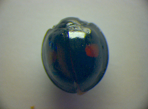  ( - BC ZSM COL 02978)  @12 [ ] CreativeCommons - Attribution Non-Commercial Share-Alike (2012) SNSB, Zoologische Staatssammlung Muenchen SNSB, Zoologische Staatssammlung Muenchen