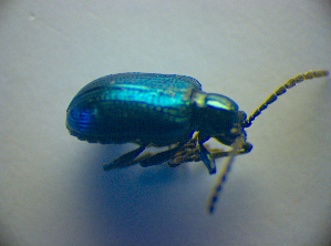  ( - BC ZSM COL 02983)  @12 [ ] CreativeCommons - Attribution Non-Commercial Share-Alike (2012) SNSB, Zoologische Staatssammlung Muenchen SNSB, Zoologische Staatssammlung Muenchen