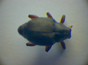  ( - BC ZSM COL 03007)  @12 [ ] CreativeCommons - Attribution Non-Commercial Share-Alike (2012) SNSB, Zoologische Staatssammlung Muenchen SNSB, Zoologische Staatssammlung Muenchen