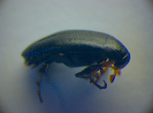  ( - BC ZSM COL 03010)  @12 [ ] CreativeCommons - Attribution Non-Commercial Share-Alike (2012) SNSB, Zoologische Staatssammlung Muenchen SNSB, Zoologische Staatssammlung Muenchen