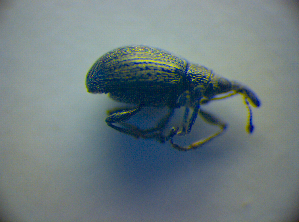  (Catapion pubescens - BC ZSM COL 03021)  @12 [ ] CreativeCommons - Attribution Non-Commercial Share-Alike (2012) SNSB, Zoologische Staatssammlung Muenchen SNSB, Zoologische Staatssammlung Muenchen