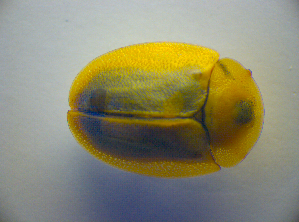  ( - BC ZSM COL 03026)  @12 [ ] CreativeCommons - Attribution Non-Commercial Share-Alike (2012) SNSB, Zoologische Staatssammlung Muenchen SNSB, Zoologische Staatssammlung Muenchen