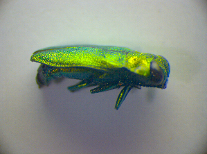  ( - BC ZSM COL 03071)  @11 [ ] CreativeCommons - Attribution Non-Commercial Share-Alike (2012) SNSB, Zoologische Staatssammlung Muenchen SNSB, Zoologische Staatssammlung Muenchen