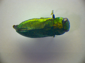  ( - BC ZSM COL 03075)  @11 [ ] CreativeCommons - Attribution Non-Commercial Share-Alike (2012) SNSB, Zoologische Staatssammlung Muenchen SNSB, Zoologische Staatssammlung Muenchen