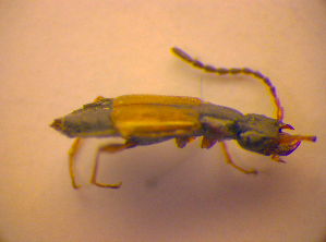  ( - BC ZSM COL 02424)  @12 [ ] CreativeCommons - Attribution Non-Commercial Share-Alike (2010) SNSB, Zoologische Staatssammlung Muenchen SNSB, Zoologische Staatssammlung Muenchen