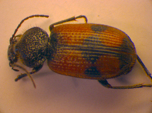  ( - BC ZSM COL 02437)  @12 [ ] CreativeCommons - Attribution Non-Commercial Share-Alike (2010) SNSB, Zoologische Staatssammlung Muenchen SNSB, Zoologische Staatssammlung Muenchen