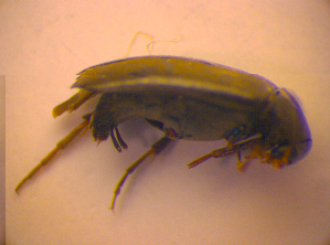 ( - BC ZSM COL 02446)  @12 [ ] CreativeCommons - Attribution Non-Commercial Share-Alike (2010) SNSB, Zoologische Staatssammlung Muenchen SNSB, Zoologische Staatssammlung Muenchen