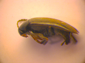  ( - BC ZSM COL 02447)  @12 [ ] CreativeCommons - Attribution Non-Commercial Share-Alike (2010) SNSB, Zoologische Staatssammlung Muenchen SNSB, Zoologische Staatssammlung Muenchen