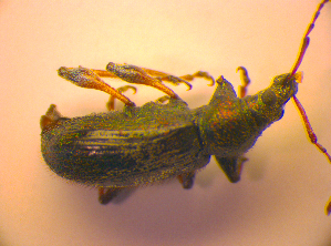 ( - BC ZSM COL 02454)  @12 [ ] CreativeCommons - Attribution Non-Commercial Share-Alike (2010) SNSB, Zoologische Staatssammlung Muenchen SNSB, Zoologische Staatssammlung Muenchen