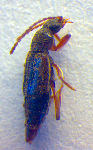  ( - BC ZSM COL 02511)  @12 [ ] CreativeCommons - Attribution Non-Commercial Share-Alike (2010) SNSB, Zoologische Staatssammlung Muenchen SNSB, Zoologische Staatssammlung Muenchen
