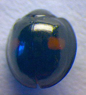 ( - BC ZSM COL 02555)  @12 [ ] CreativeCommons - Attribution Non-Commercial Share-Alike (2010) SNSB, Zoologische Staatssammlung Muenchen SNSB, Zoologische Staatssammlung Muenchen