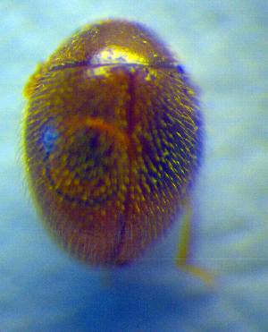  ( - BC ZSM COL 02598)  @13 [ ] CreativeCommons - Attribution Non-Commercial Share-Alike (2010) SNSB, Zoologische Staatssammlung Muenchen SNSB, Zoologische Staatssammlung Muenchen