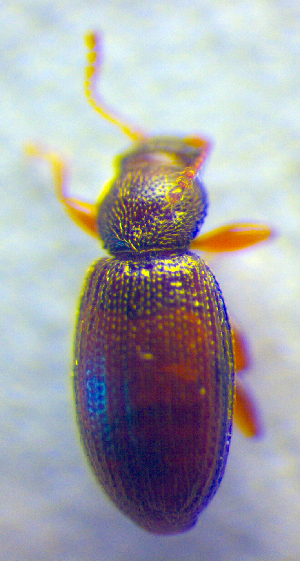  ( - BC ZSM COL 02611)  @11 [ ] CreativeCommons - Attribution Non-Commercial Share-Alike (2010) SNSB, Zoologische Staatssammlung Muenchen SNSB, Zoologische Staatssammlung Muenchen