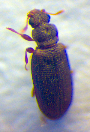  ( - BC ZSM COL 02642)  @11 [ ] CreativeCommons - Attribution Non-Commercial Share-Alike (2010) SNSB, Zoologische Staatssammlung Muenchen SNSB, Zoologische Staatssammlung Muenchen