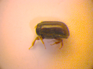  ( - BC ZSM COL 02696)  @11 [ ] CreativeCommons - Attribution Non-Commercial Share-Alike (2010) SNSB, Zoologische Staatssammlung Muenchen SNSB, Zoologische Staatssammlung Muenchen